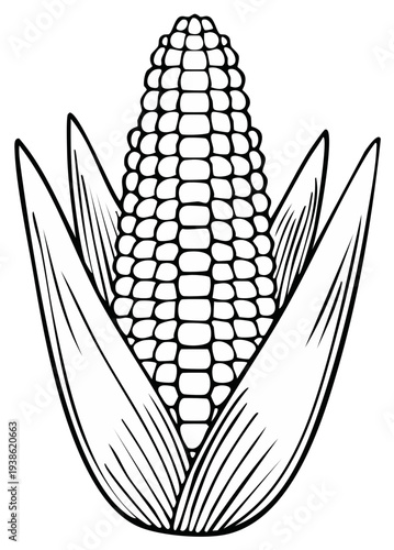 Striking Outline of Fresh Corn on the Cob with Husk and Silk Detail