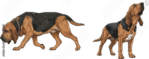 Bloodhound dog tracking movement air scenting pose set