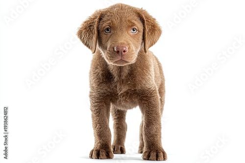An adorable Chesapeake Bay Retriever puppy, portrayed in a realistic studio shot, staring intently at the viewer.