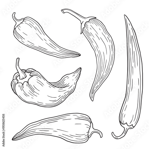 Hand-drawn collection made of chili pepper, ramiro and jalapeno peppers in graphic sketch style on white background
