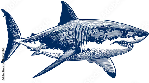 A detailed blue-toned illustration of a shark, with visible teeth and fins on a white background