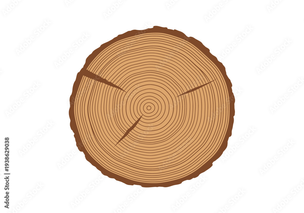 Fototapeta premium Cross section of a tree trunk showing growth rings and bark.