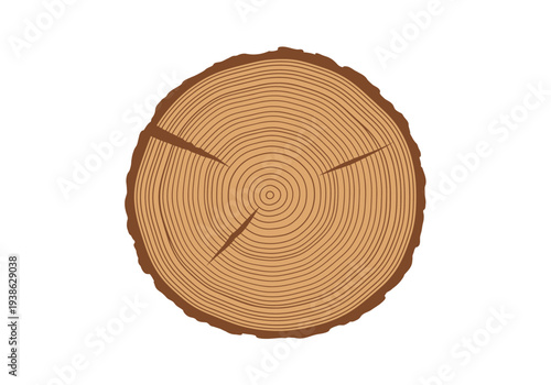 Cross section of a tree trunk showing growth rings and bark.