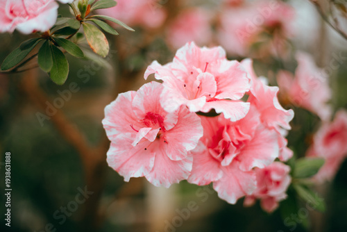 Azaleas bloom in a greenhouse during spring with sunlight filtering through the roof