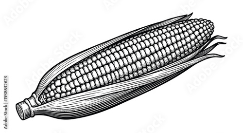 black and white vector illustration of an ear of corn with husk