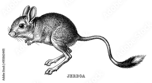 Jerboa jumping in vintage engraving style