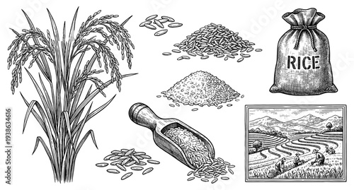 Rice plant paddy field and grain bag set in vintage engraving