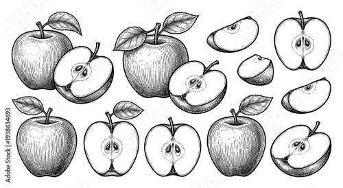 Vintage apple fruit set with slices in engraving style