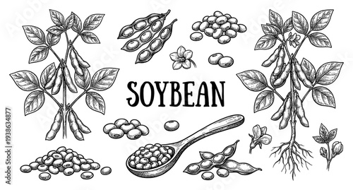 Glycine max soybean plant root pod and seed engraving set