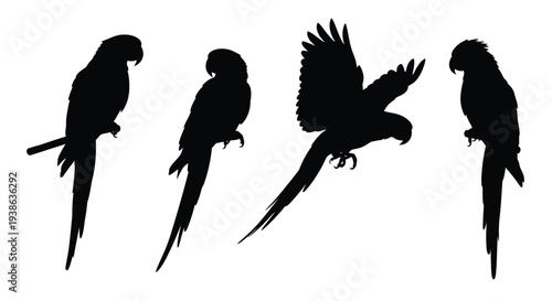 Four parrot silhouettes showcasing various poses and wing positions silhouette