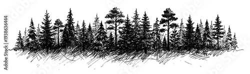 Pine forest landscape panorama with evergreen tree sketch