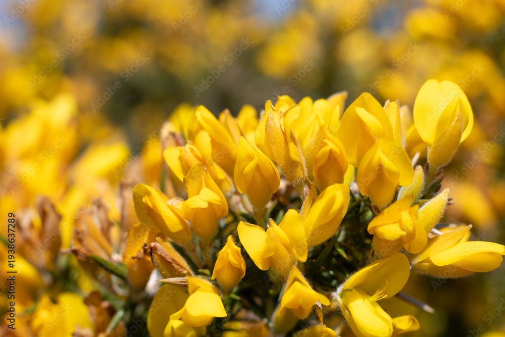 custom made wallpaper toronto digitalCommon gorse (ulex europaeus) flowers in bloom