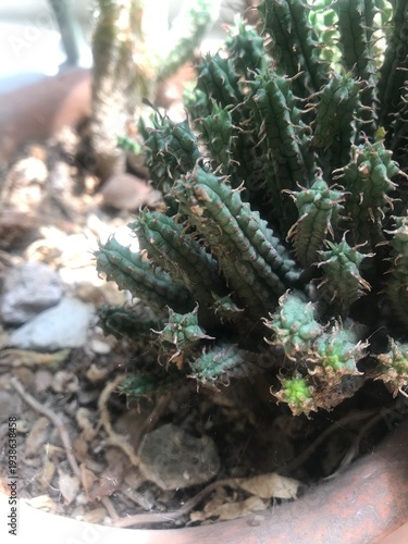 Small Green Succulent Plant in Terracotta Pot Macro