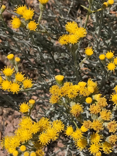 Wild Yellow Flowers Blooming in Dry Arid Nature Landscape