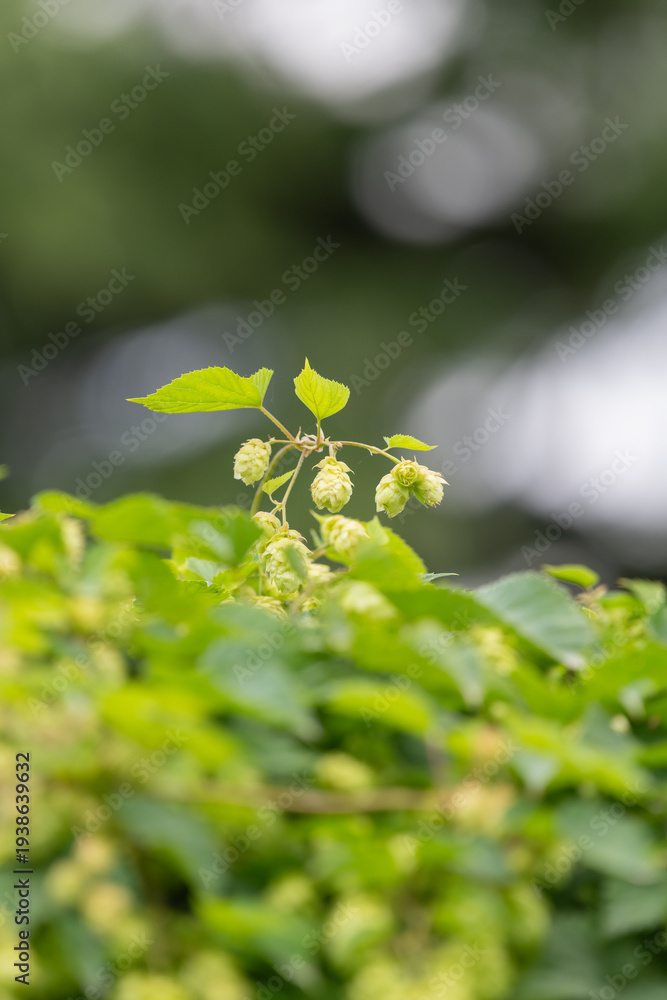 Fototapeta premium Common hop (humulus lupulus) flowers in bloom