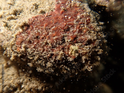 Foto Coralline algae (Very likely