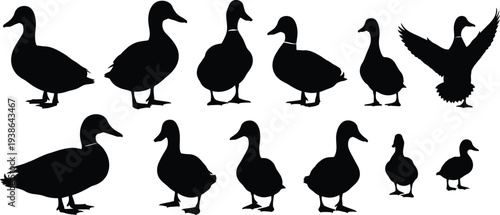 Silhouette of a flock of ducks in various poses