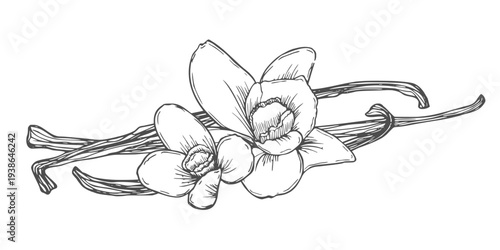 Vanilla orchid flower with vanilla sticks pods. Sketch drawing isolated on white background.