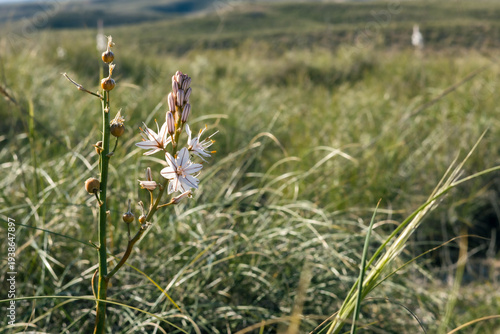 Wildflower stem with white blossoms and seed pods in a grassy natural landscape
