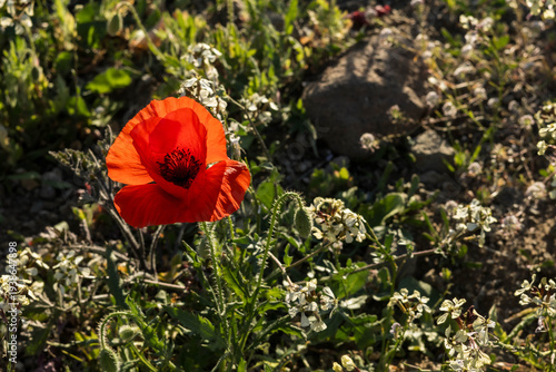 Red poppy blooming among white wildflowers in a natural outdoor setting