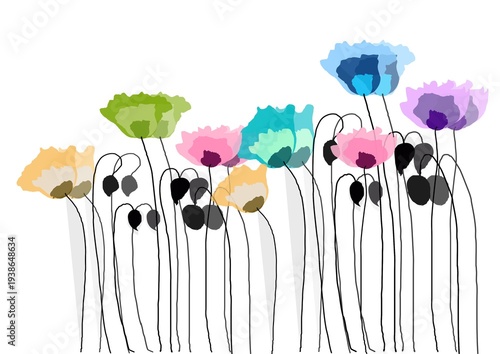 colorful poppies on white background	