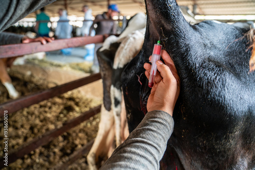 Veterinarian collecting a blood sample from a dairy cow on a cattle farm. Livestock health monitoring, veterinary medicine and disease control in modern dairy farming.