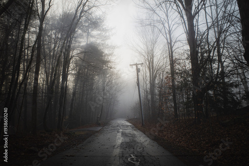 Φωτογραφία Tree lined country backroad winding through a foggy snowless winter landscape