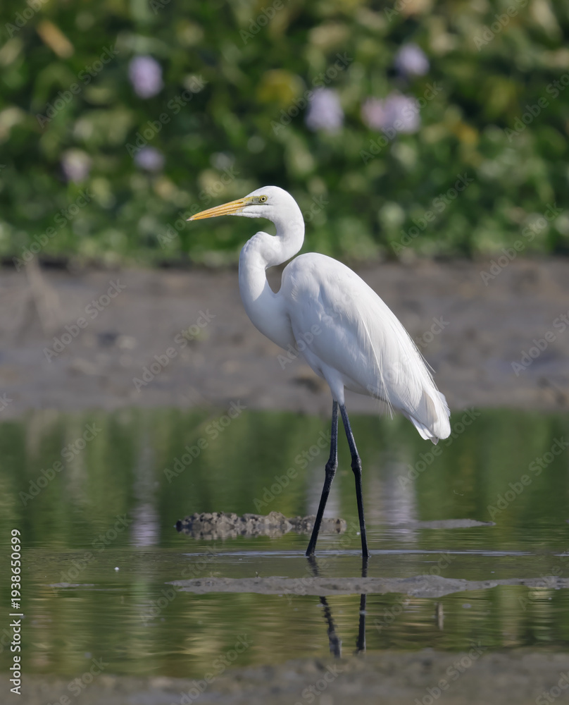 Naklejka premium An great egret resting and watching over the calm lake.