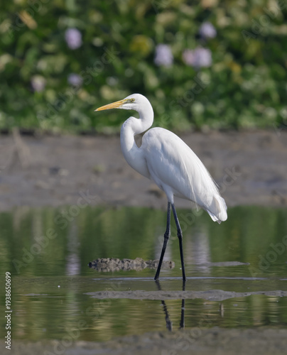 An great egret resting and watching over the calm lake.