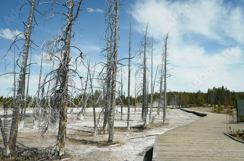 Arbres morts Yellowstone, jour, horizontal