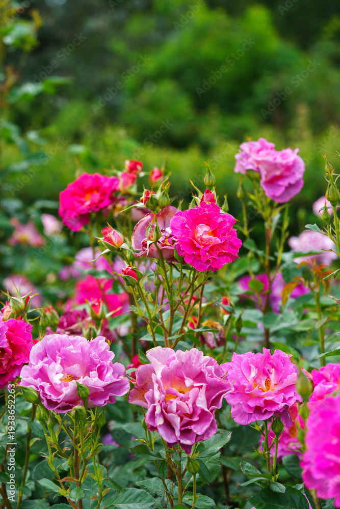 Fototapeta premium Bush of delicate pink roses in full bloom growing in summer garden. Romantic floral background with natural light, decorative flowers and green foliage. Spring and nature, gardening, plant breeding.