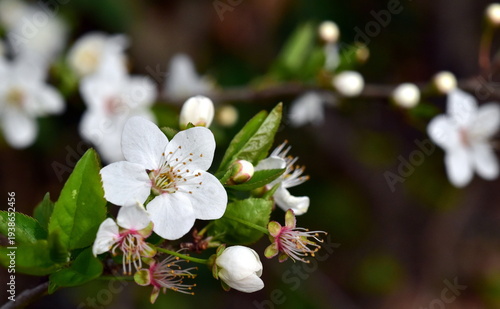 Blühender Schlehenzweig im Frühling