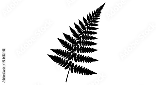 Black Silhouette of a Fern Frond with Intricate Leaflets on a White Background details