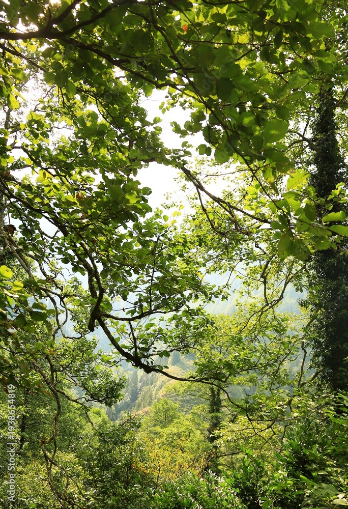 Fototapeta premium Forest tree branches and green leaves natural background view with valley scenic. View through tree branches and green leaves forming a natural forest frame with scenic valley landscpae. Fresh nature