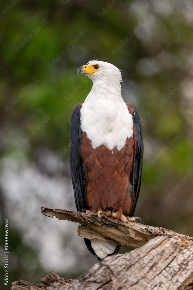 Obraz premium African fish eagle perched long the bank of the Chobe River.