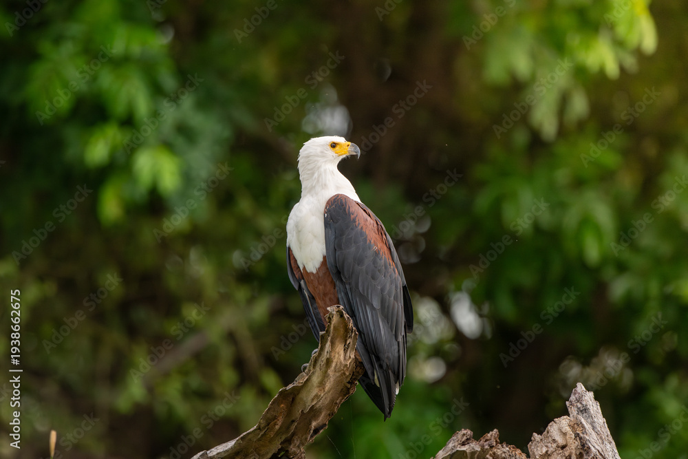 Obraz premium African fish eagle perched long the bank of the Chobe River.