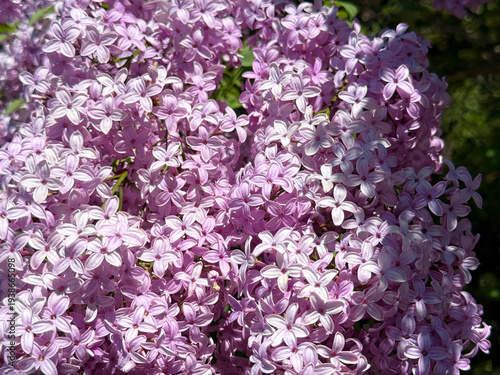 Tableau sur toile Lilac florets syringa vulgaris spring flowers.