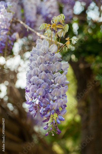 The lush inflorescences of lilac wisteria fall downwards in the garden.