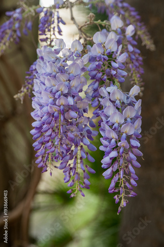 purple wisteria blossoms close-up in spring