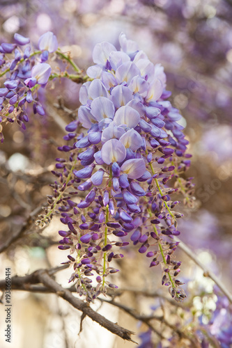 Lush purple wisteria inflorescences close up