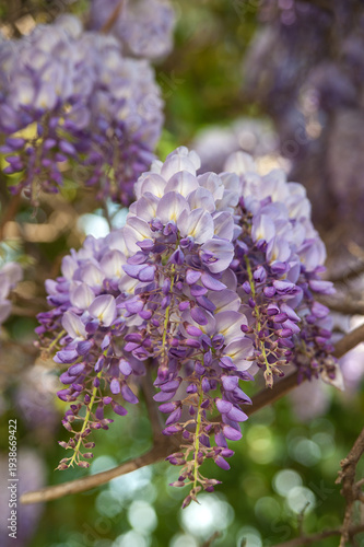 The lush inflorescences of lilac wisteria gracefully fall downwards, a spring...