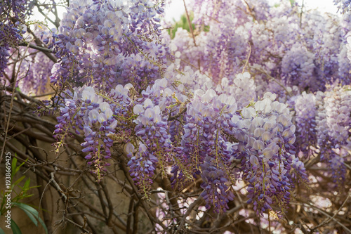 Cascades of purple wisteria blooming in spring, bokeh aesthetics