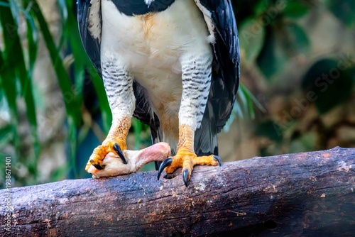 Quadro su tela Powerful harpy eagle, Harpia harpyja, Brazilian harpy eagle