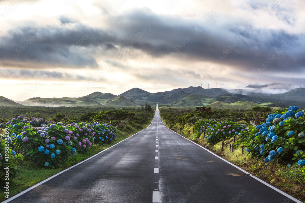 Obraz premium Hydrangea lined road across volcanic landscape, Sao Miguel Island, Azores, Portugal