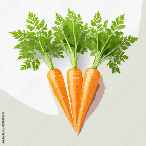 Three Fresh Carrots with Green Tops.