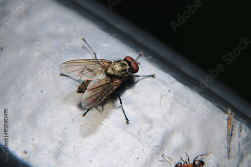 Tableau sur toile macro photo of housefly facing back