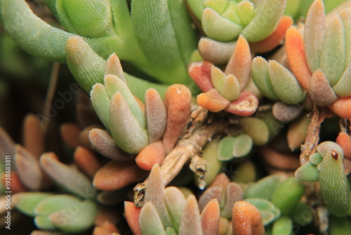 succulent opens this flower macro photo	
