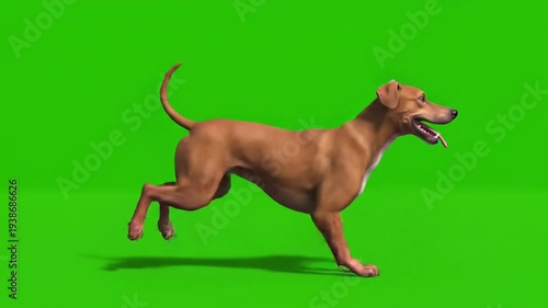 This energetic 3d cartoon german shepherd dog is captured running happily in a full body side view, isolated on a bright green chroma key background.