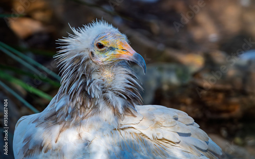 Obraz na plátně Egyptian Vulture Close Up Portrait with Detailed Feathers and Beak