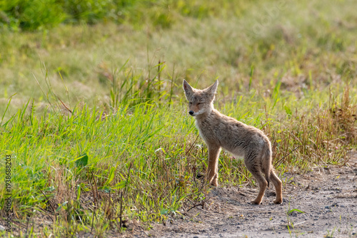 Young Coyote in a Still Moment